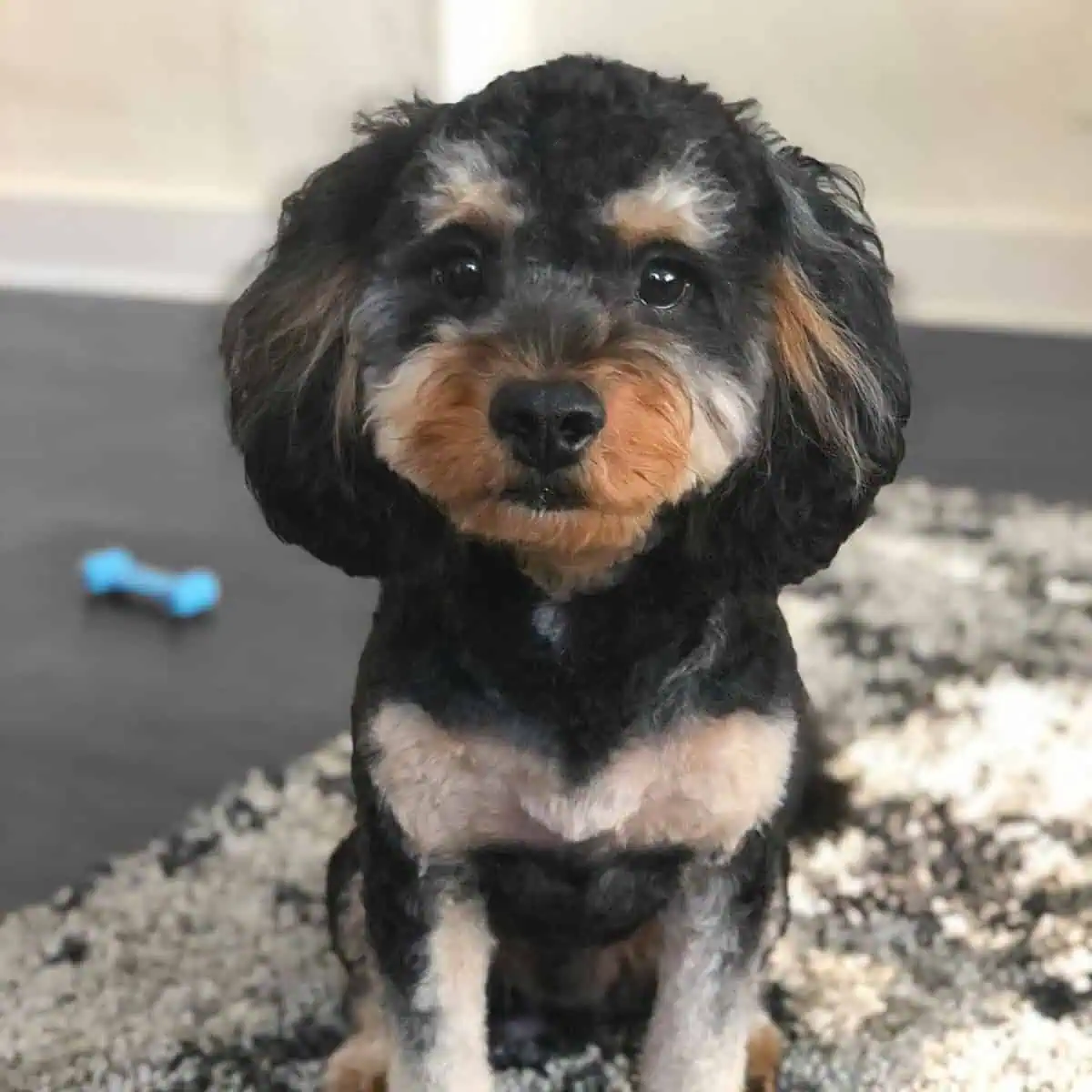 calm and fresh Cavapoo