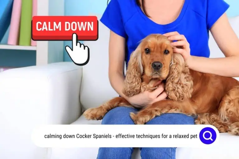 11 EFFECTIVE Techniques for Calming Down Cocker Spaniels