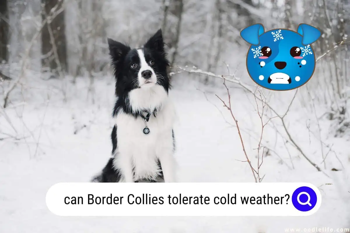 can Border Collies tolerate cold weather