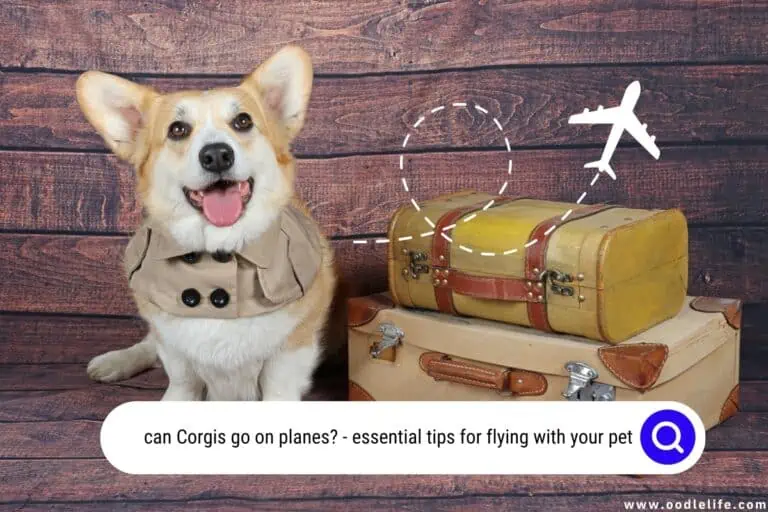 7 Surprising Reasons Corgis Do Well on Planes