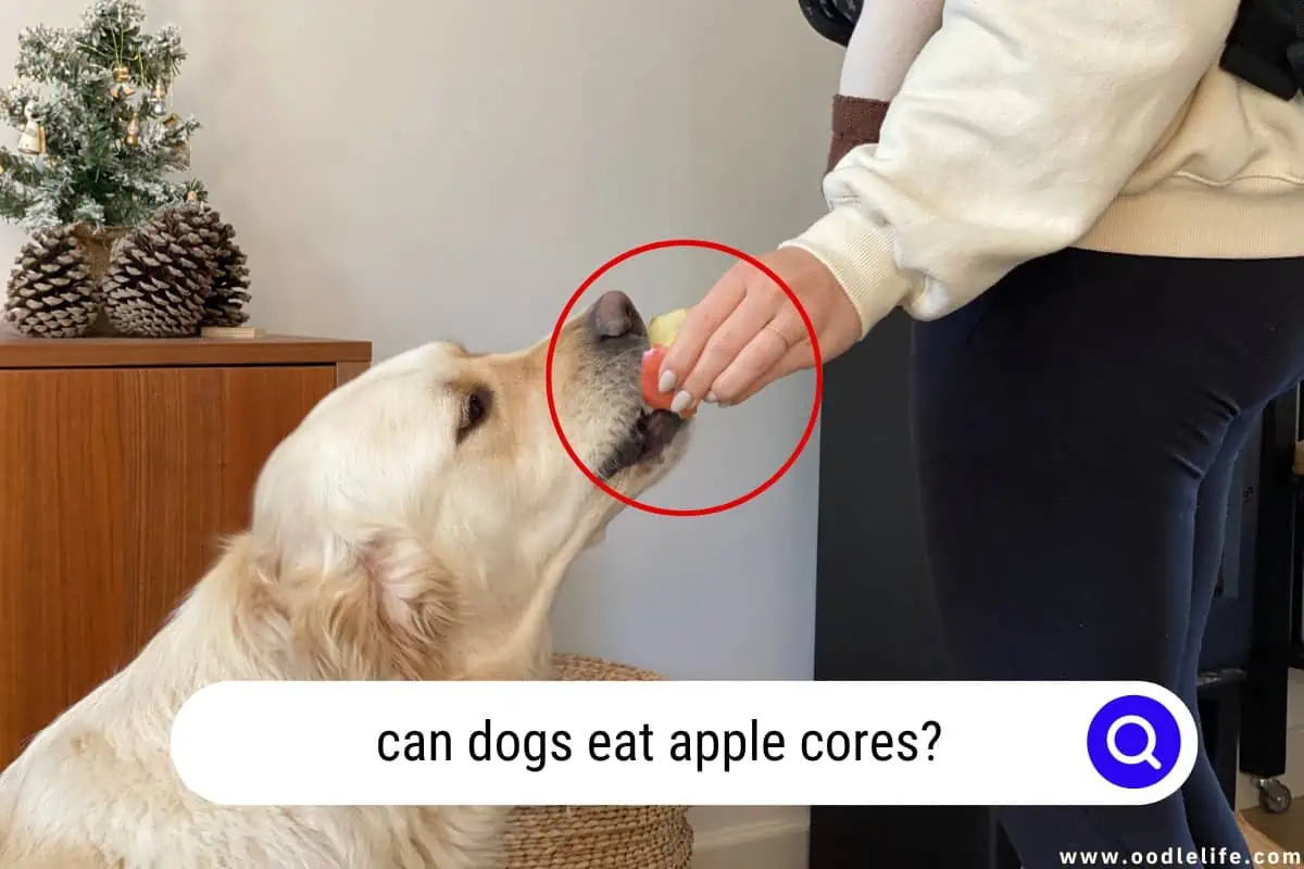 can dogs eat apple cores