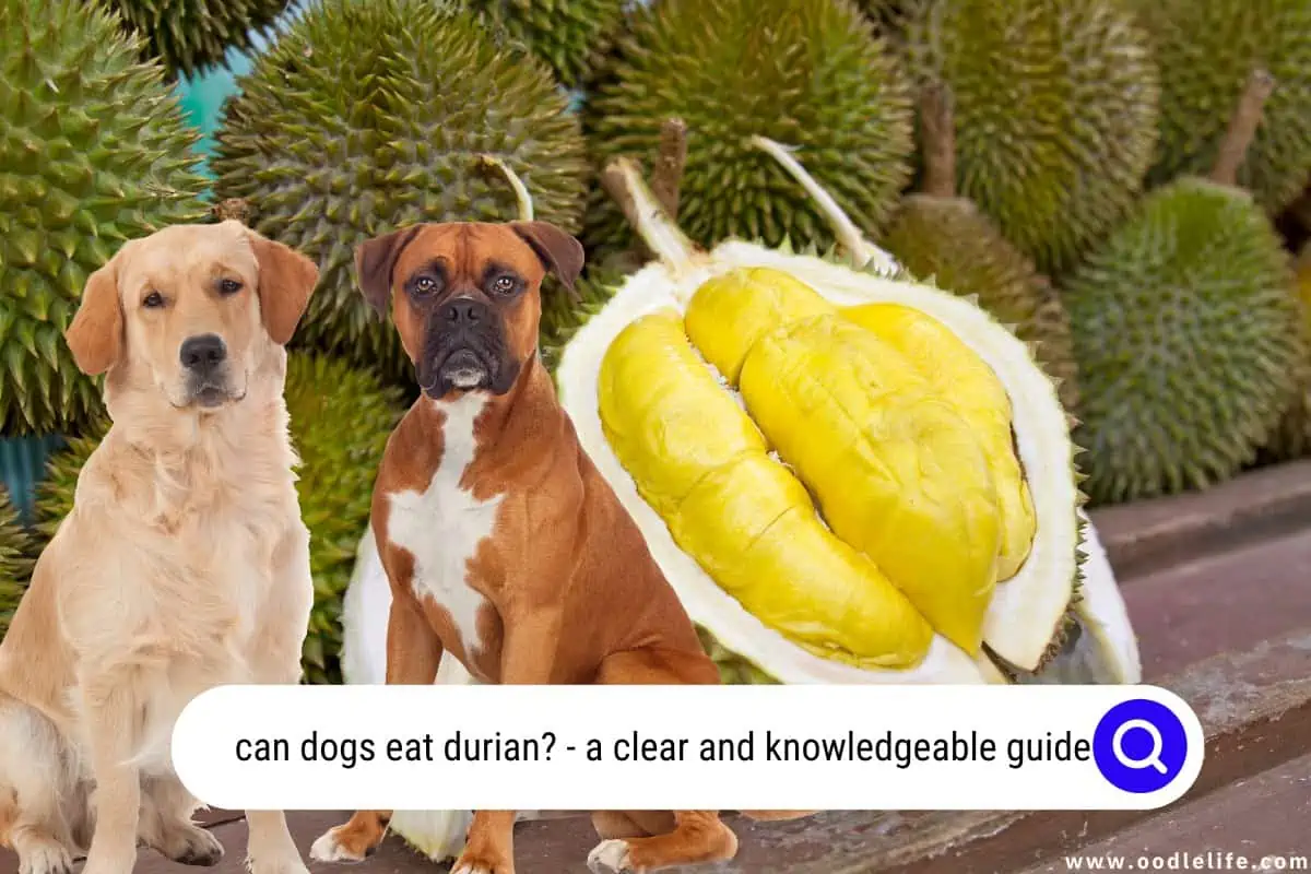 can dogs eat durian