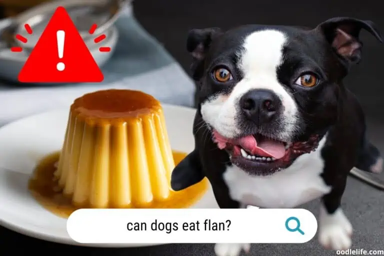 Can Dogs Eat Flan? (DANGER Explained)