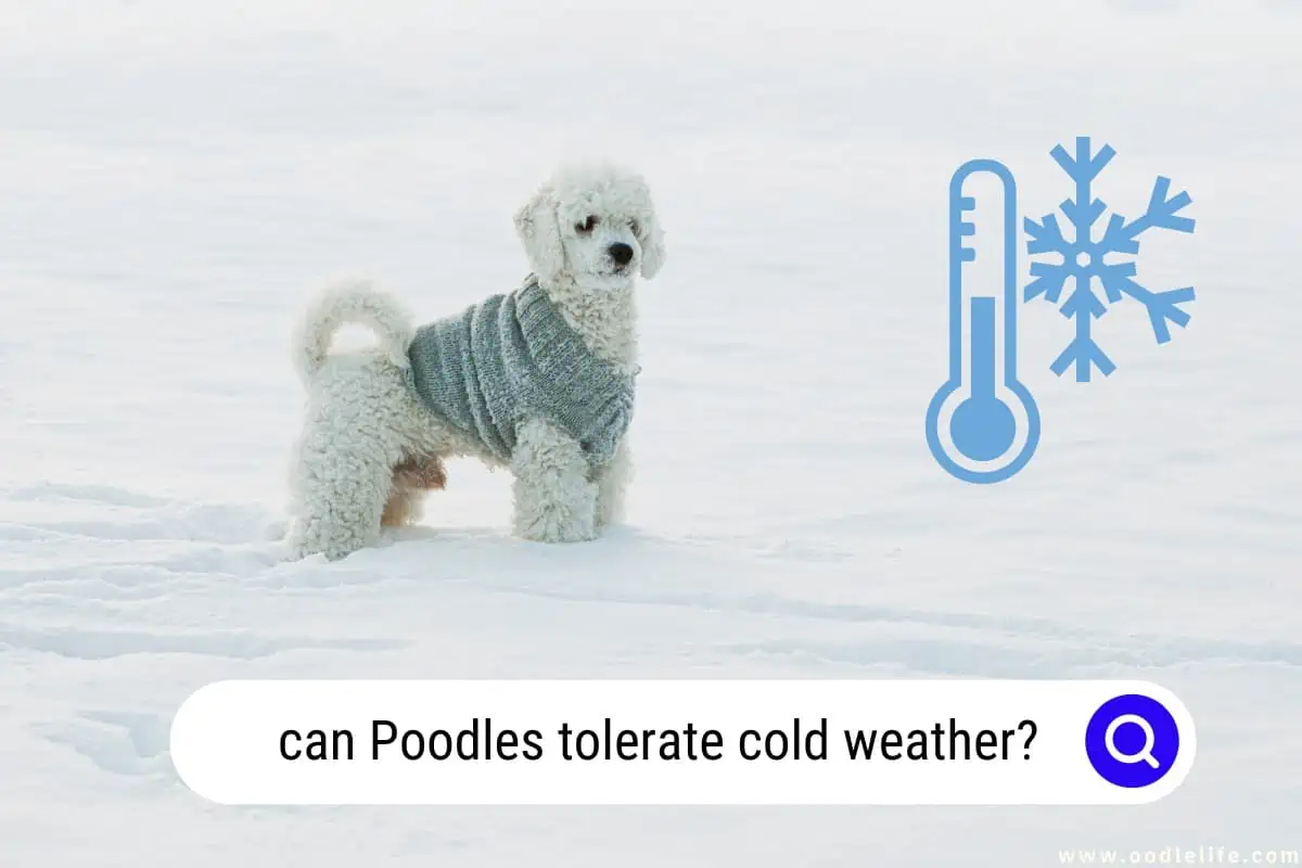 can Poodles tolerate cold weather