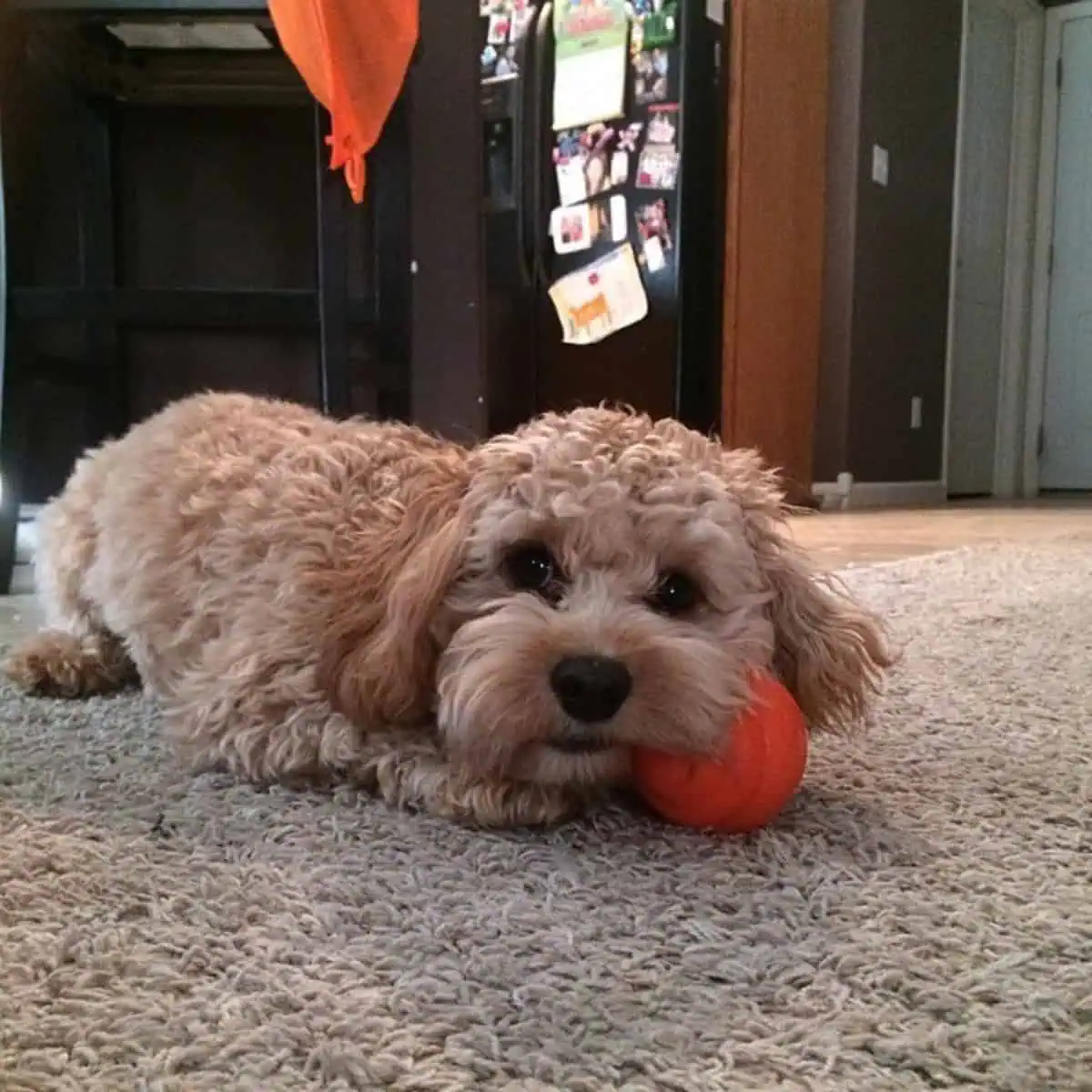 Cavapoo bites ball