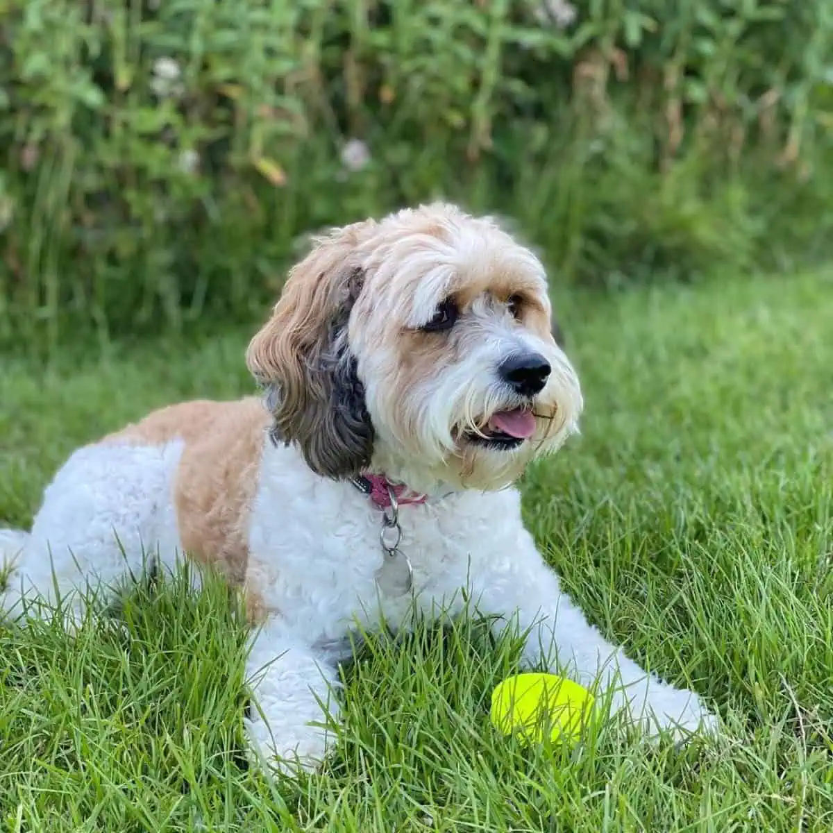 Cavapoo break time