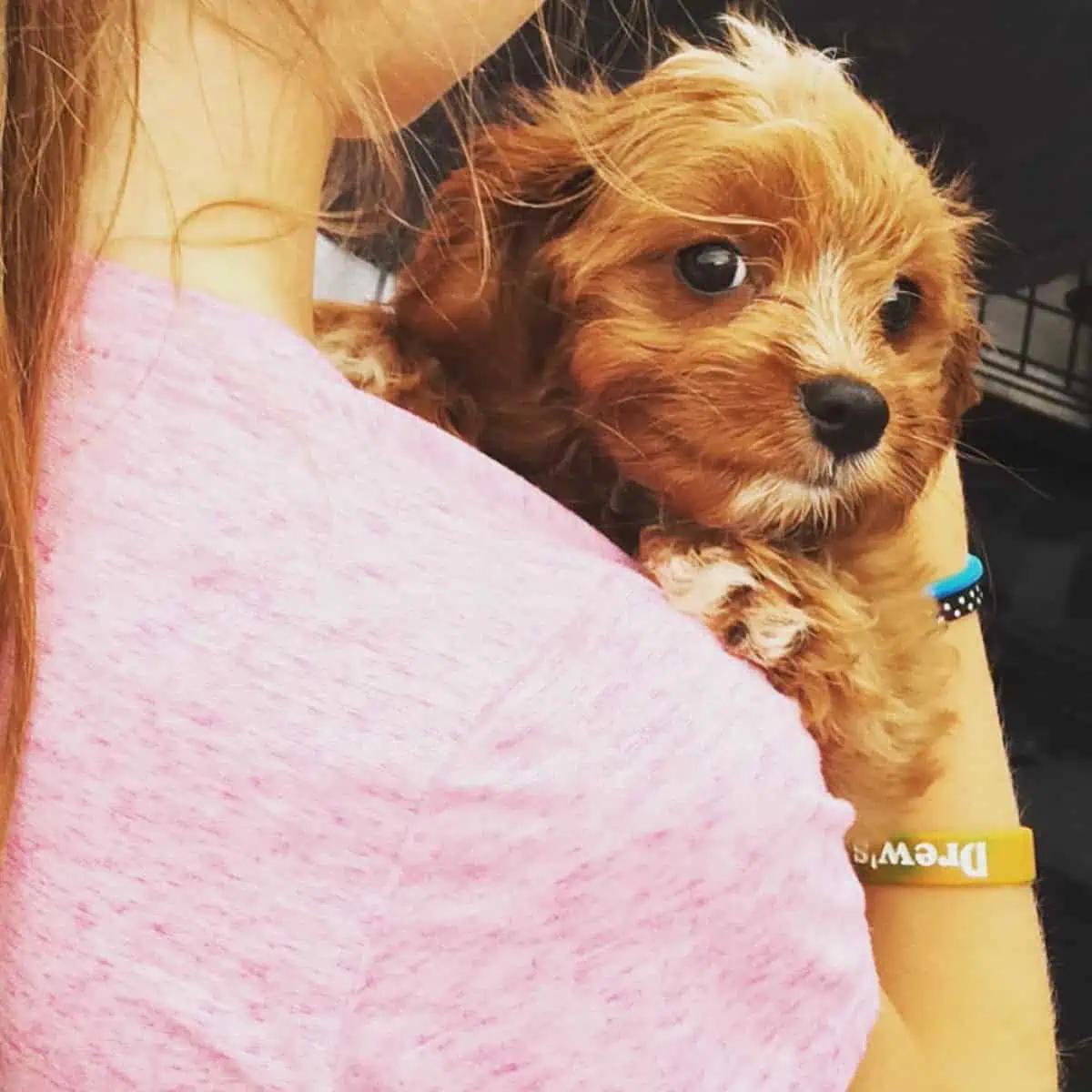 Cavapoo carried by owner