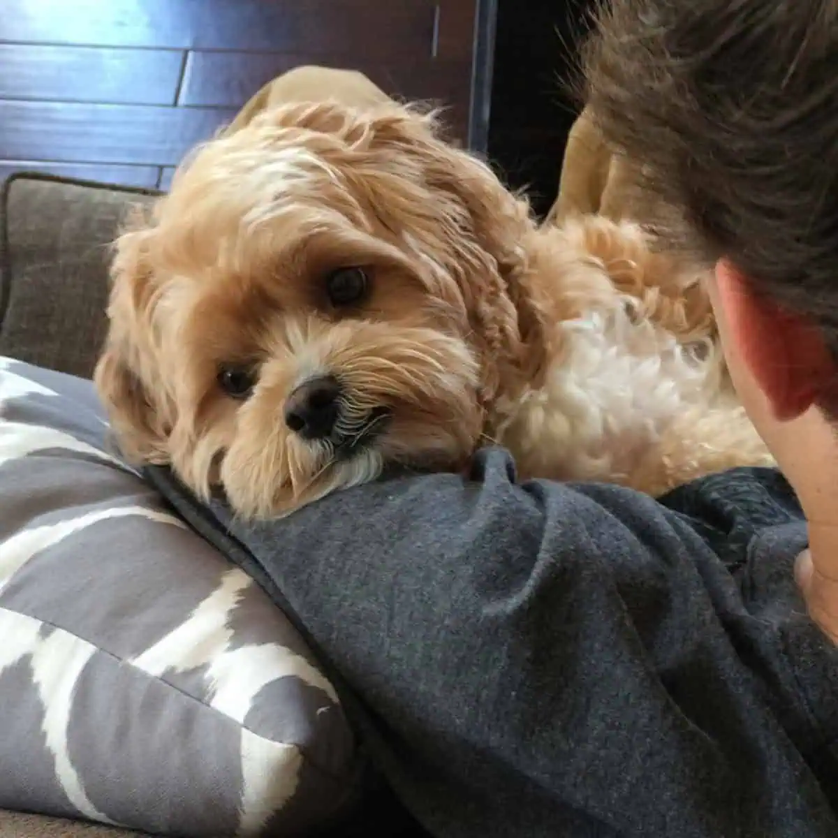 Cavapoo cuddles with owner
