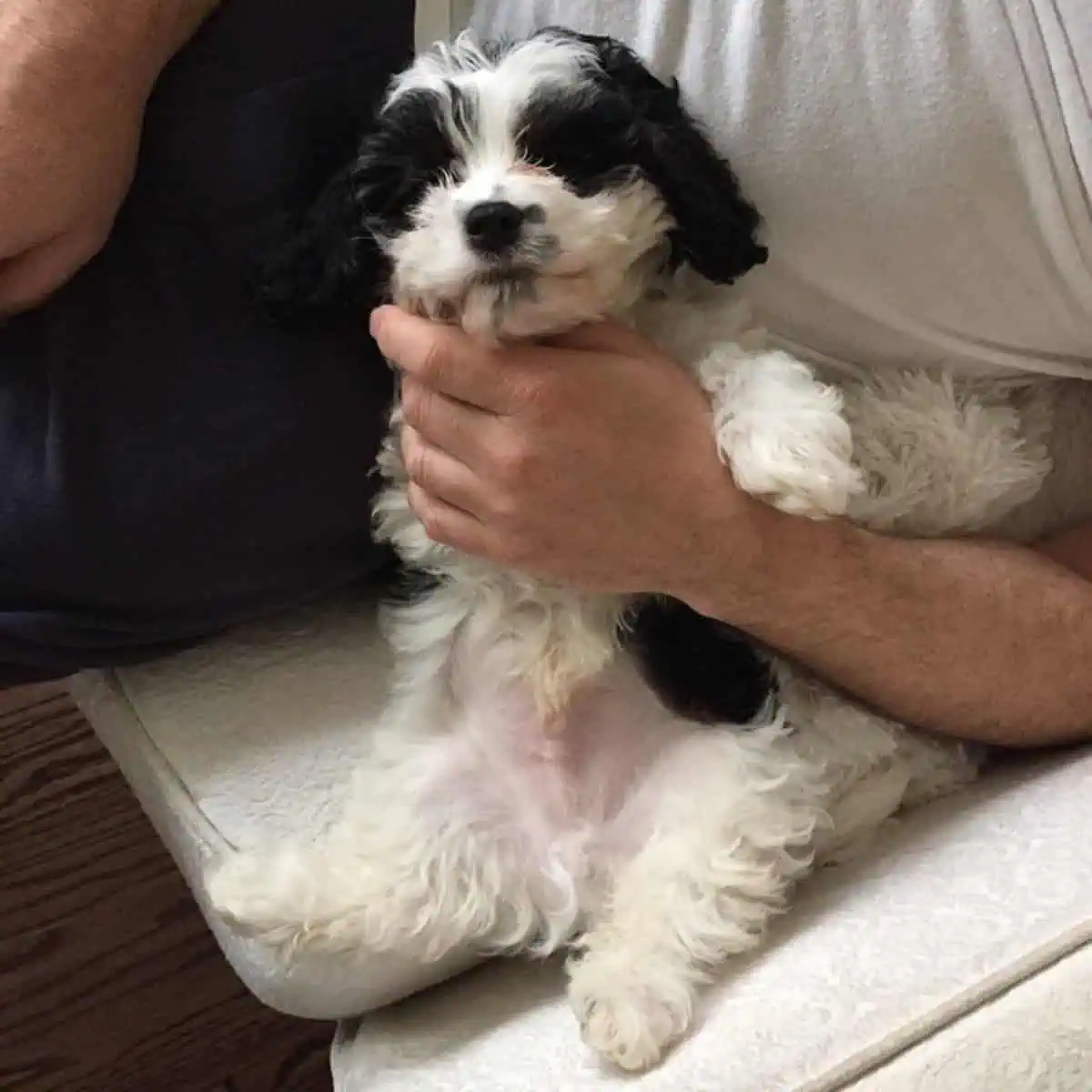 Cavapoo cuddles with owner