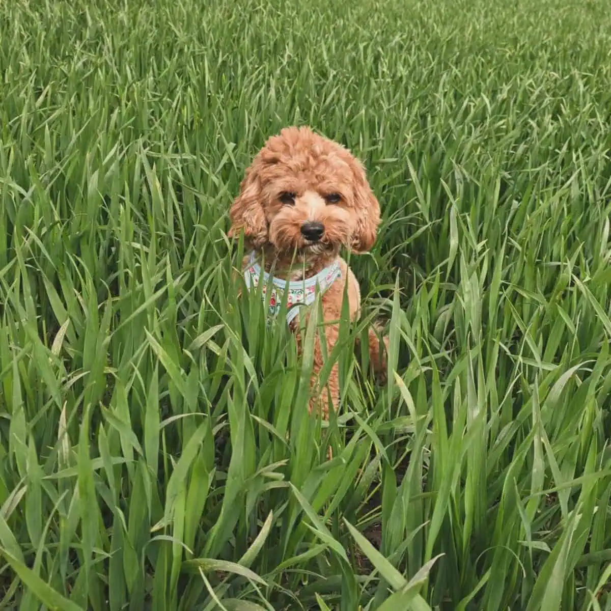 Cavapoo hides on grass