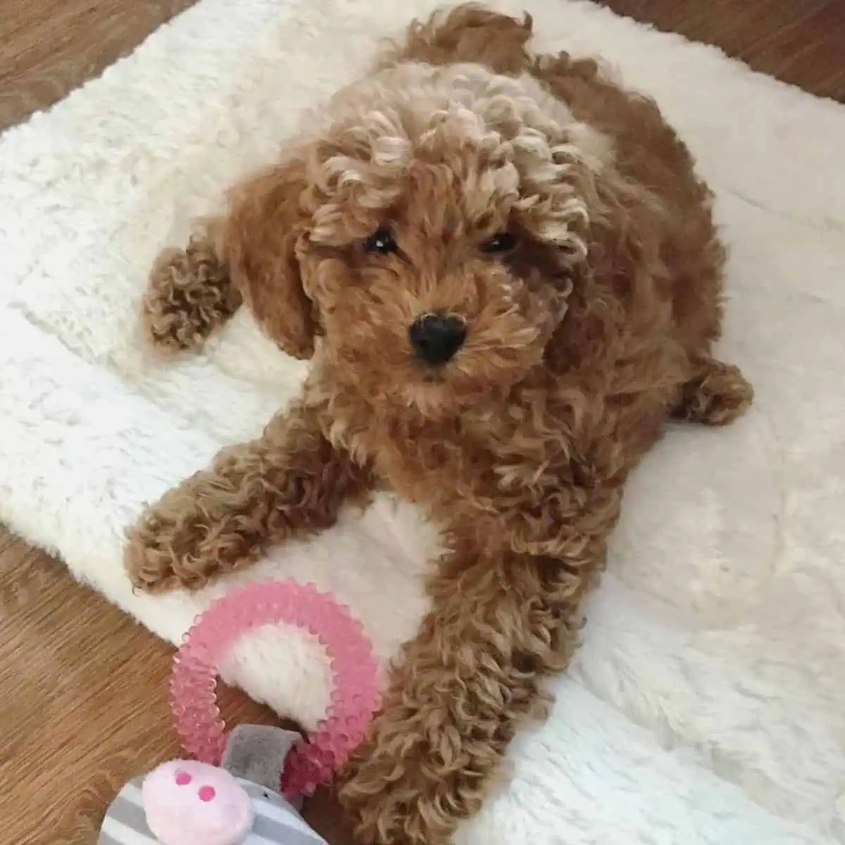 Cavapoo in its play area