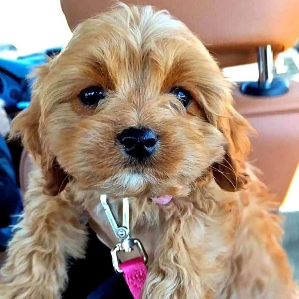 Cavapoo in the car