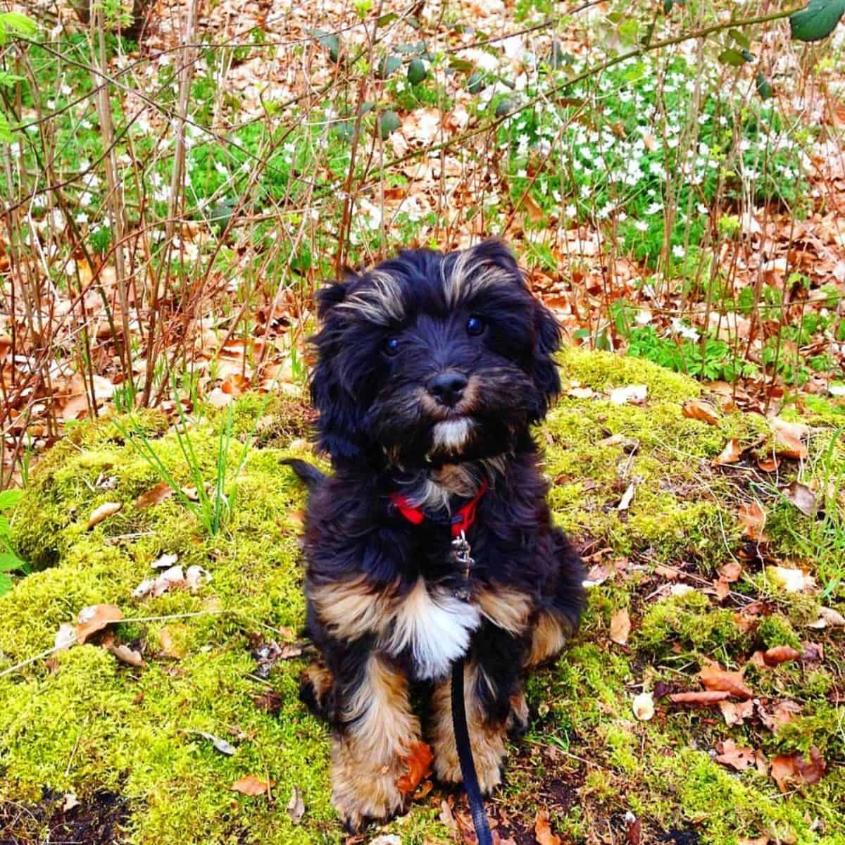 Cavapoo in the forest