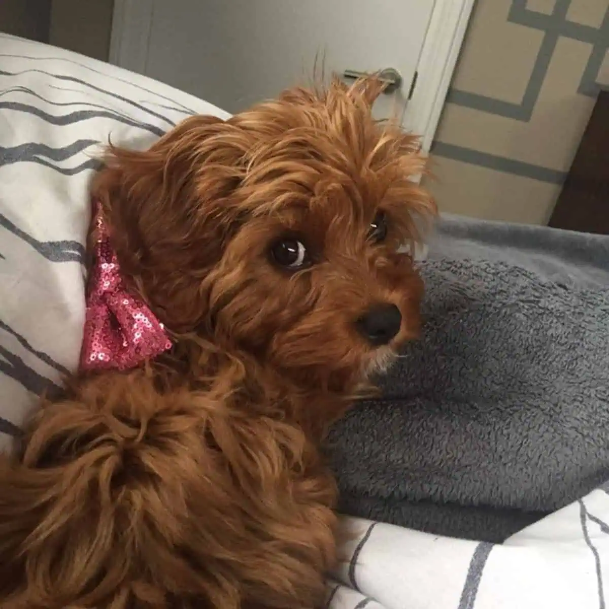 Cavapoo looking back at camera