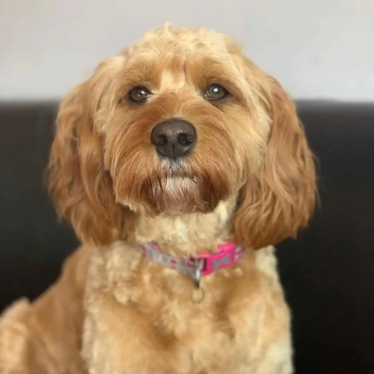Cavapoo looks fresh today