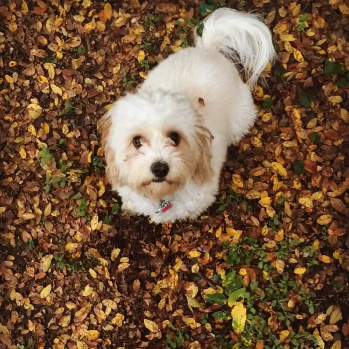 Cavapoo looks up to owner