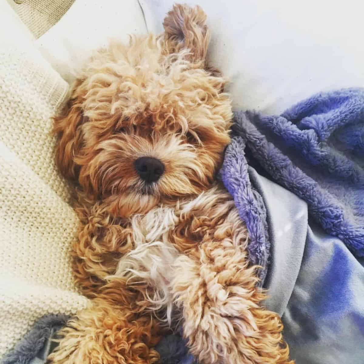 Cavapoo loves to sleep