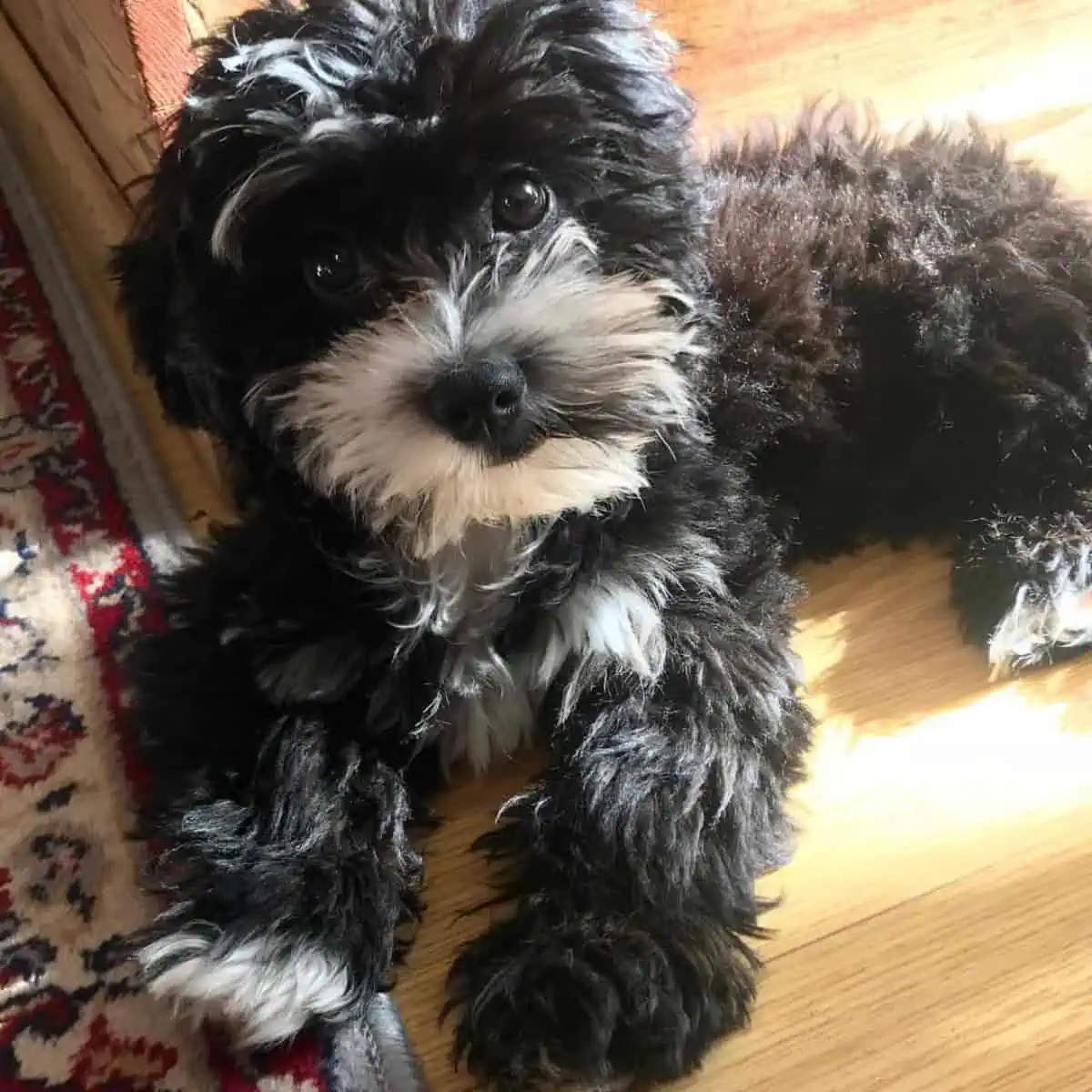 Cavapoo lying on the floor