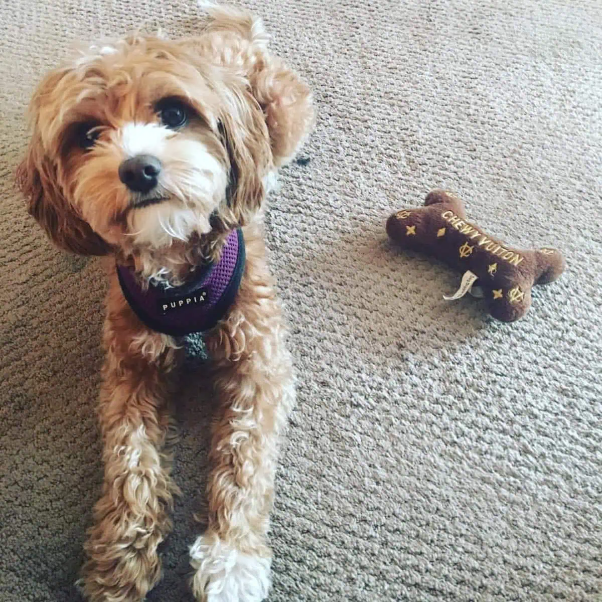 Cavapoo lying on the floor