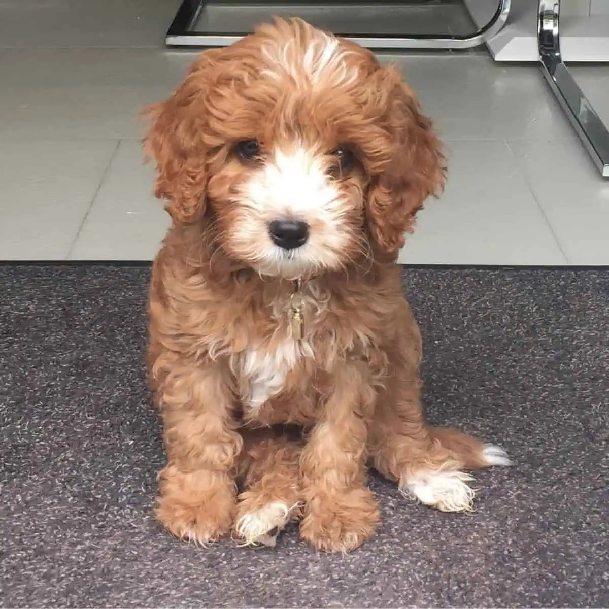 Cavapoo meeting new owner