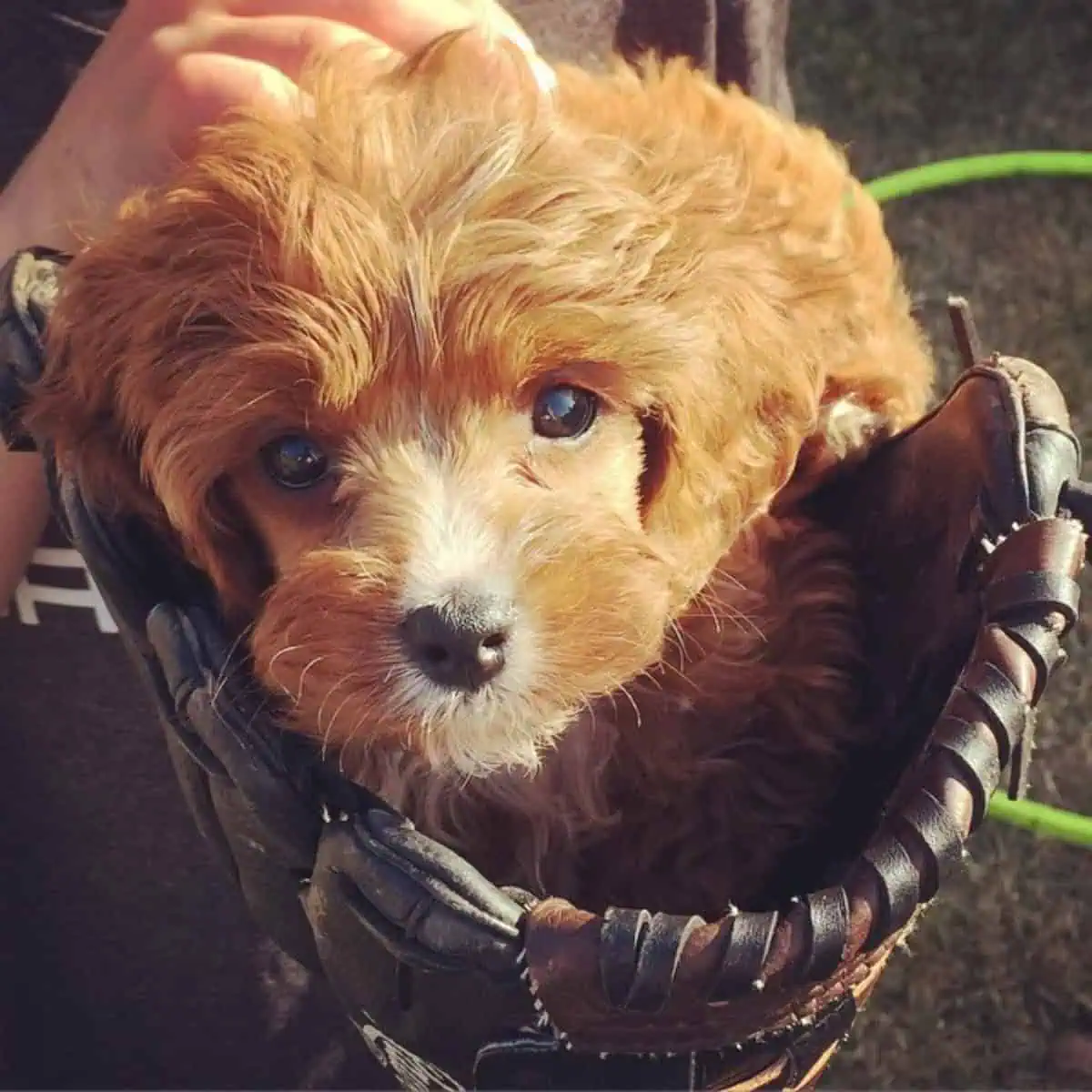 Cavapoo off to baseball game