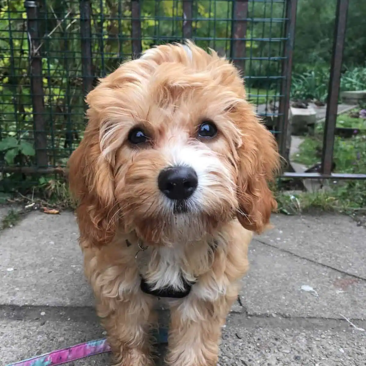 Cavapoo on daily walks