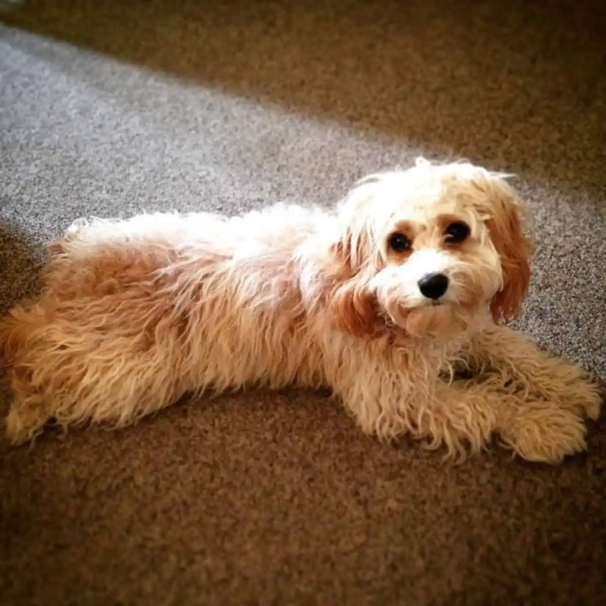 Cavapoo on the carpet