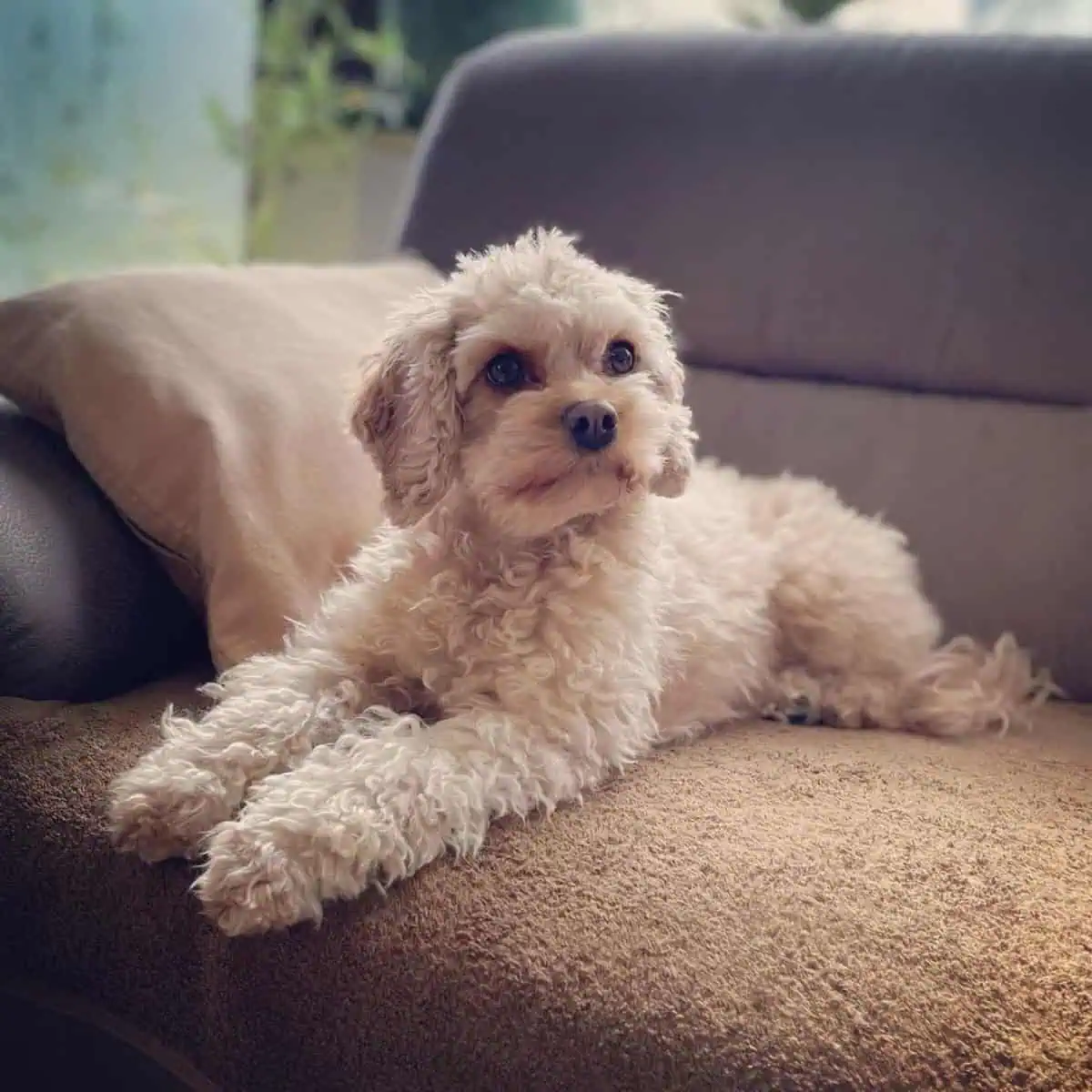 Cavapoo on the couch is quiet