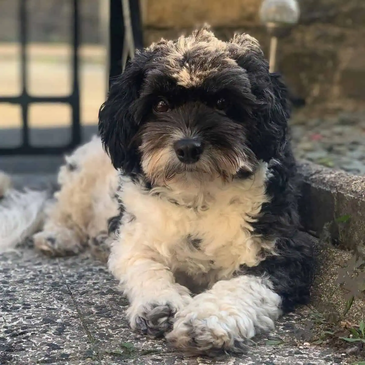 Cavapoo outdoor photoshoot