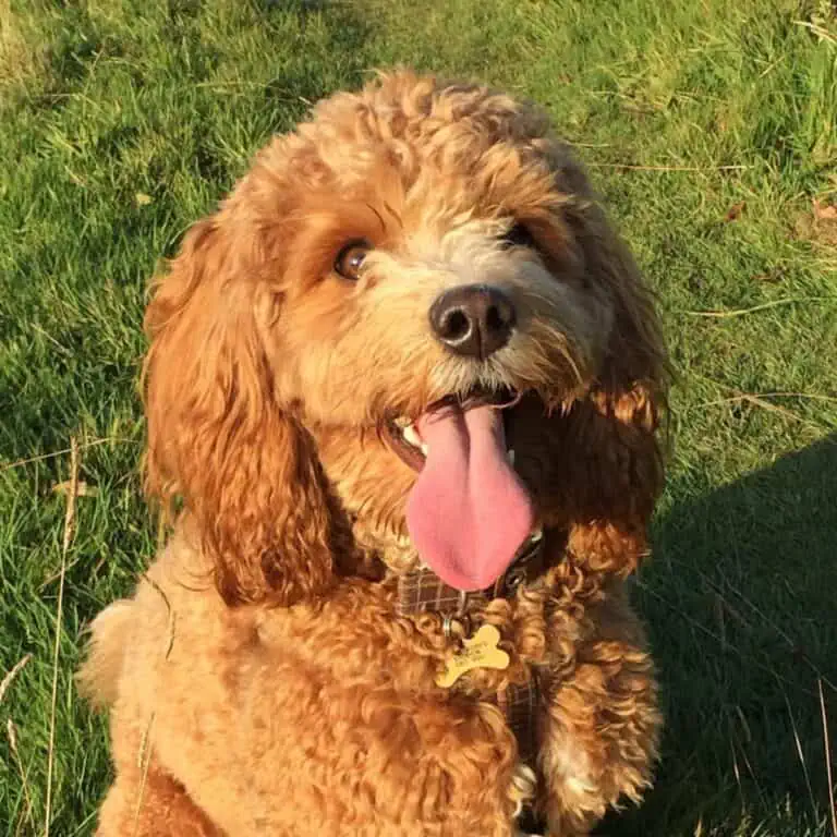 11 Signs Your Dog is Happy: Recognizing Canine Contentment