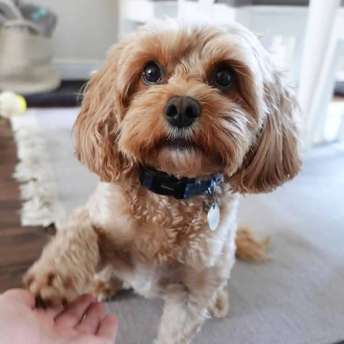 Cavapoo paws its owner