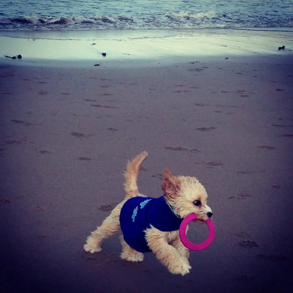 Cavapoo playing frisbee at the beach