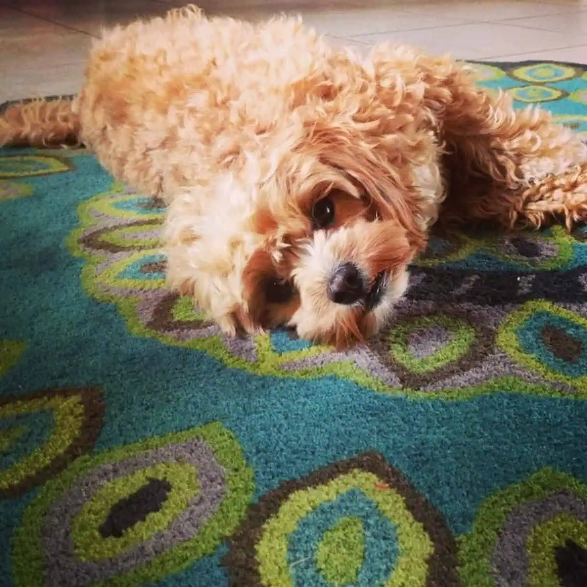 Cavapoo puppy and rug on the floor