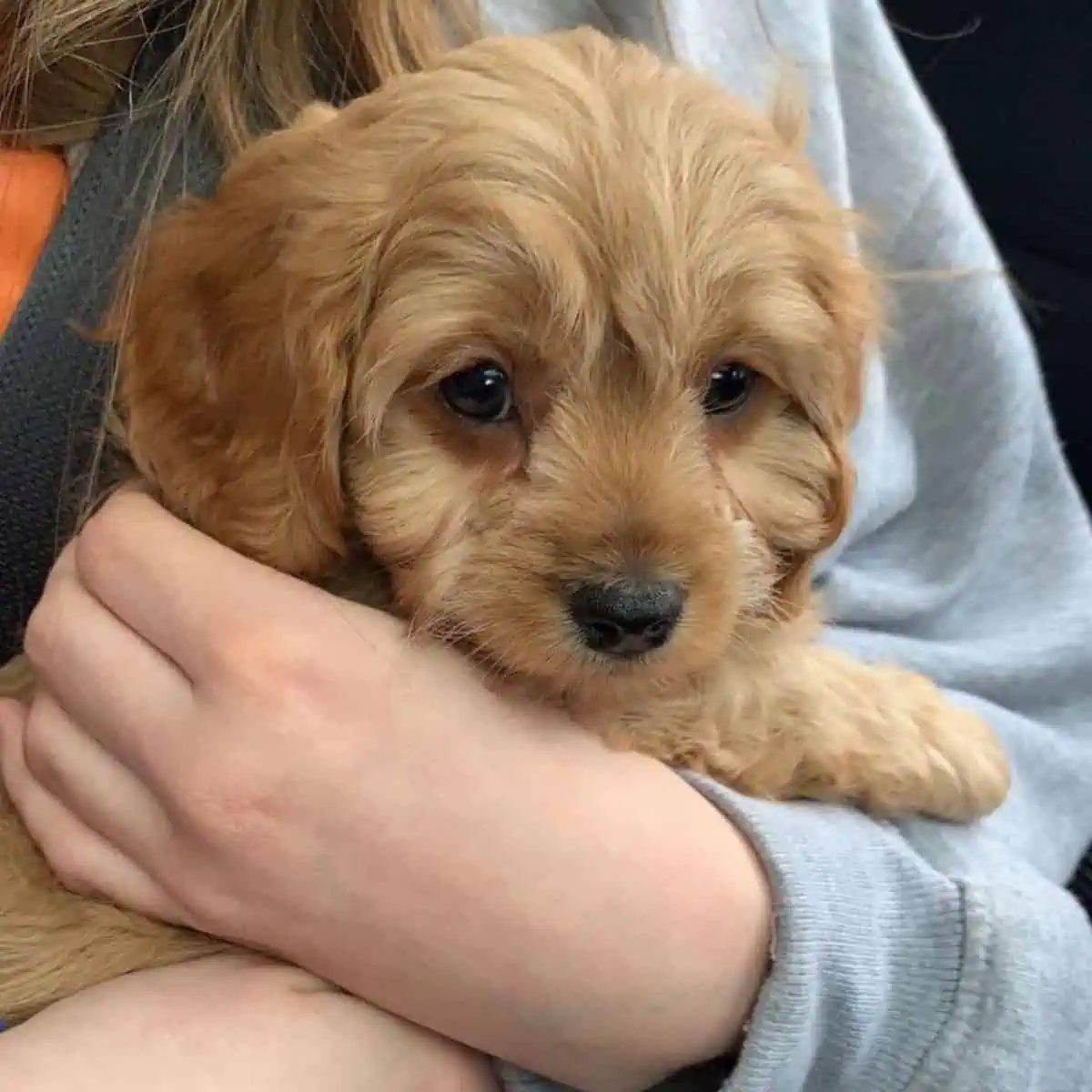Cavapoo puppy cuddles owner