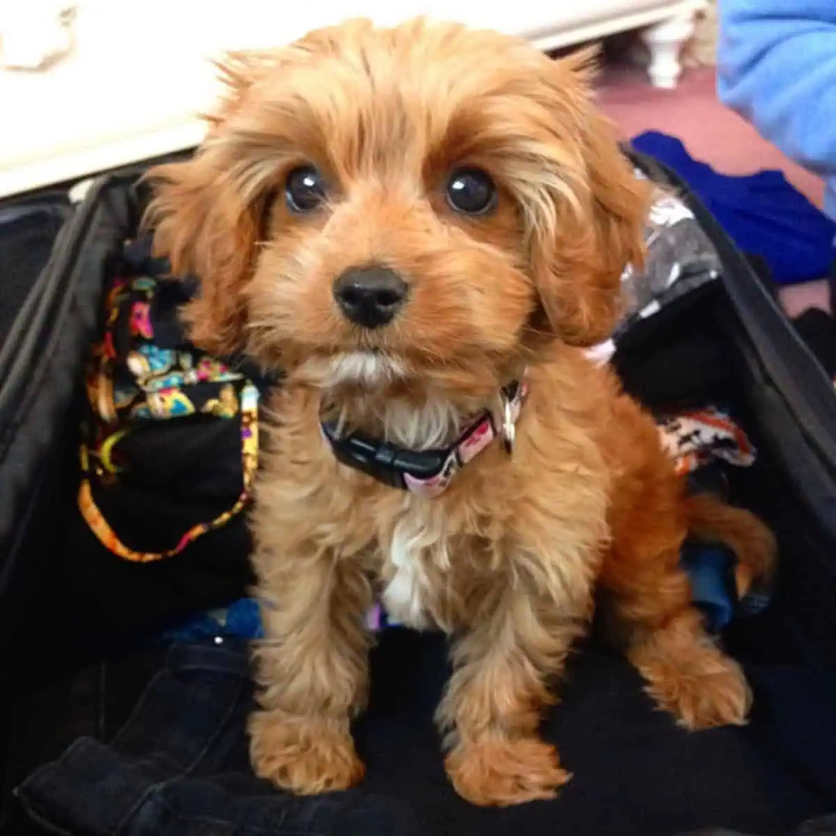 Cavapoo puppy on luggage