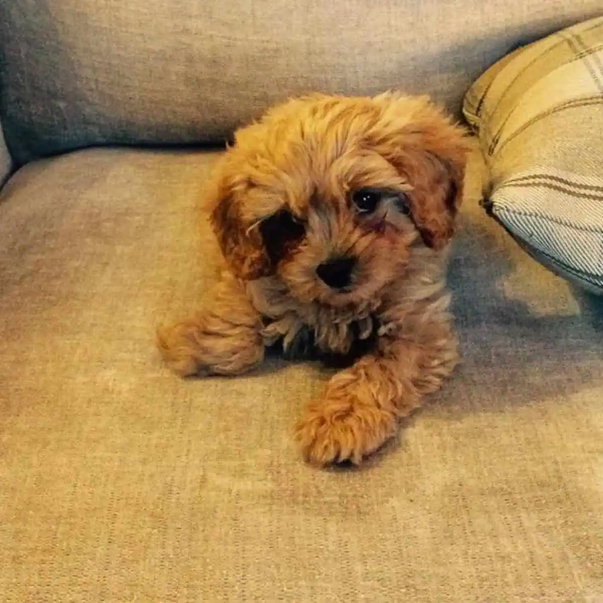 Cavapoo puppy tilted head