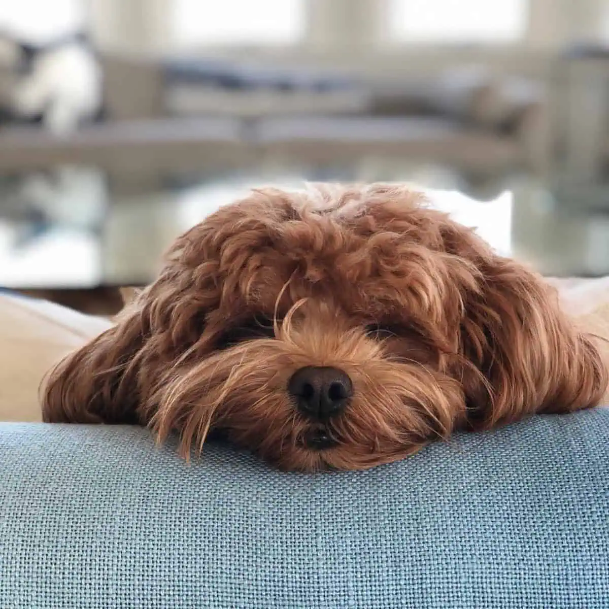 Cavapoo sleeping on bed
