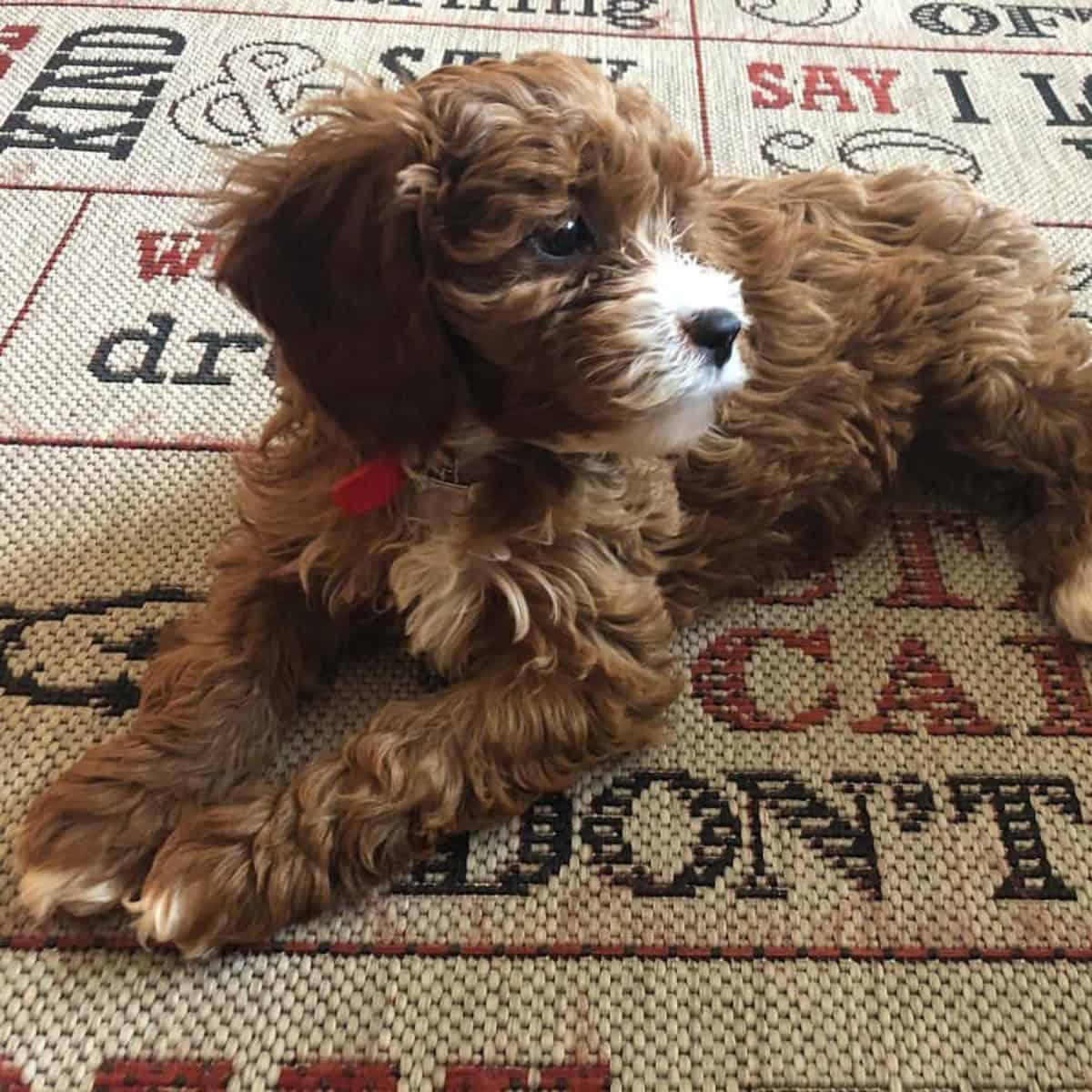 Cavapoo strikes a pose