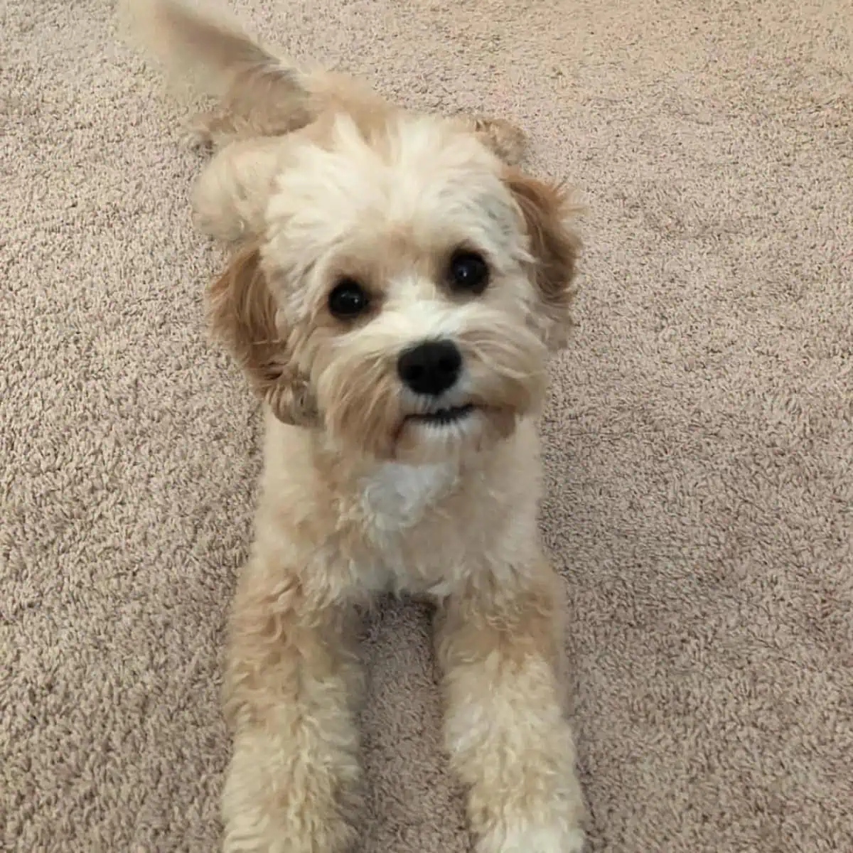 Cavapoo waits for command