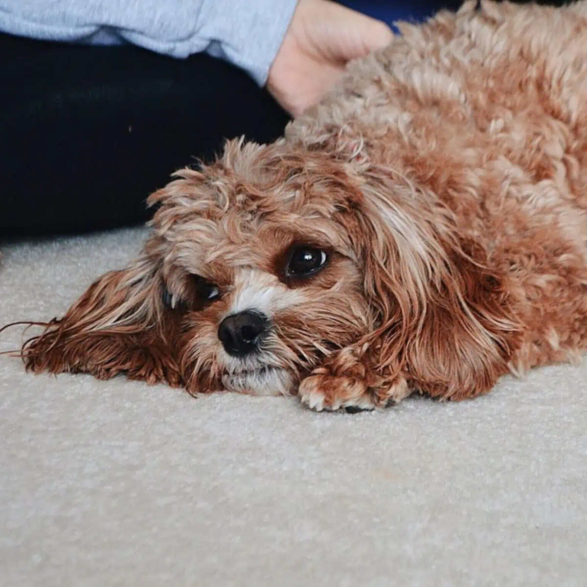 Cavapoo wants attention from owner