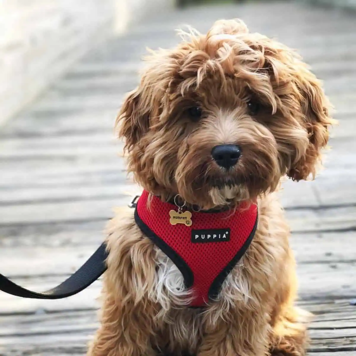 Cavapoo wears red harness