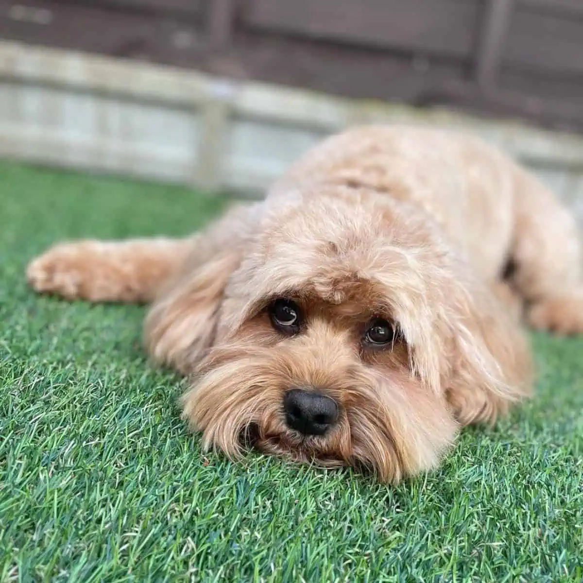 Cavapoo with its new haircut