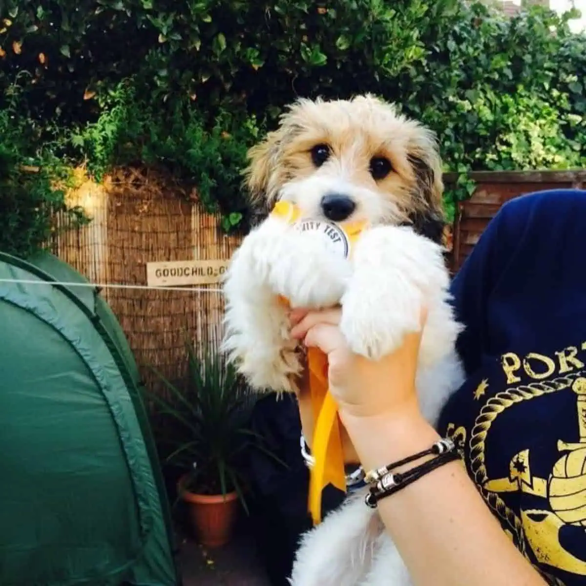 Cavapoo won a prize