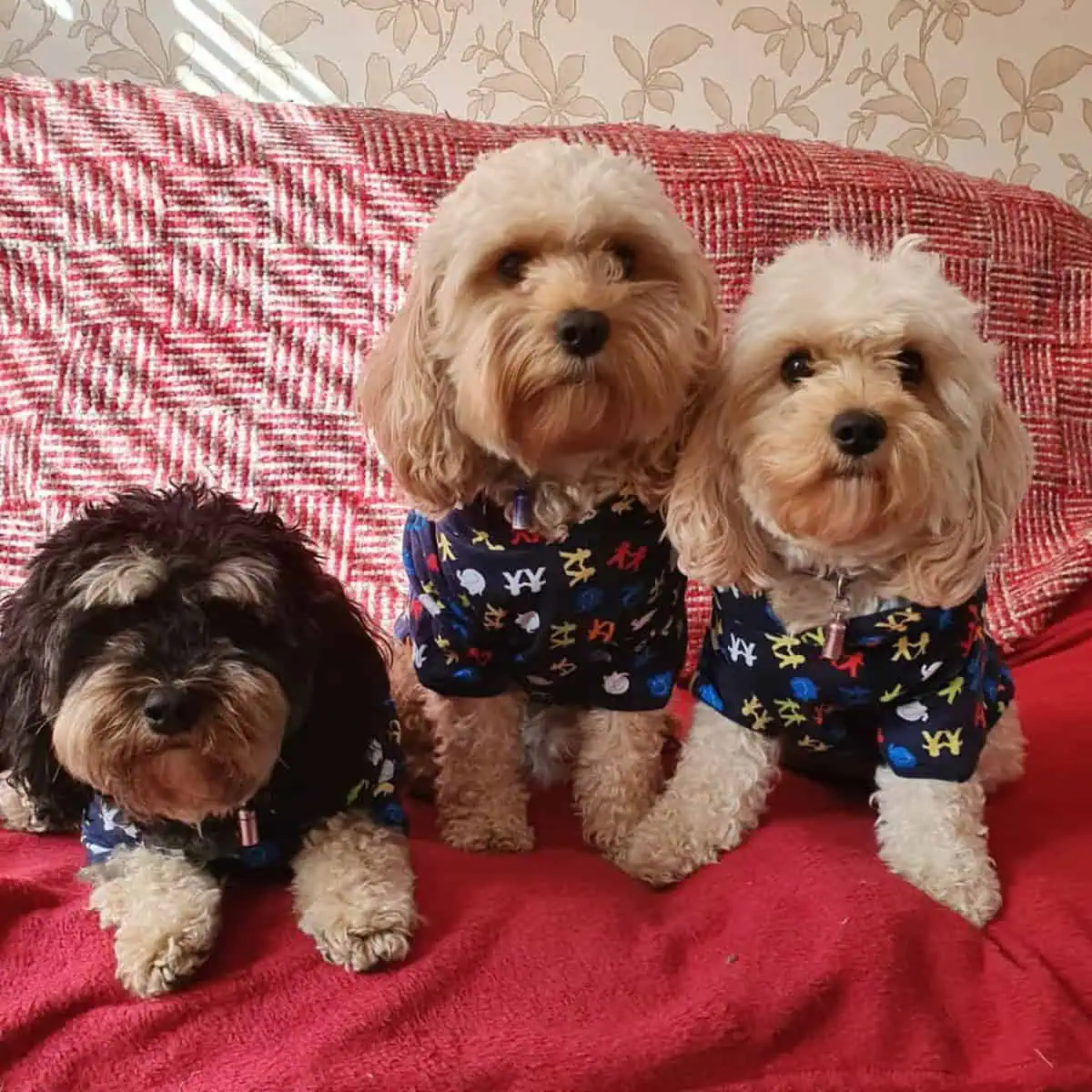Cavapoos in their pajamas