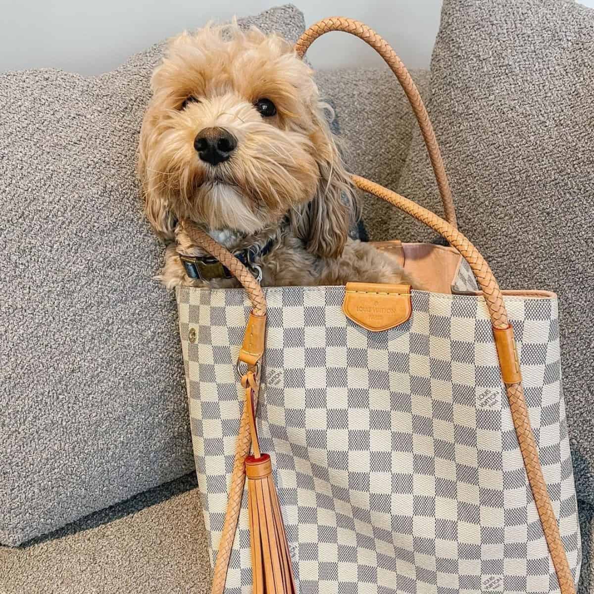 Cockapoo inside the bag