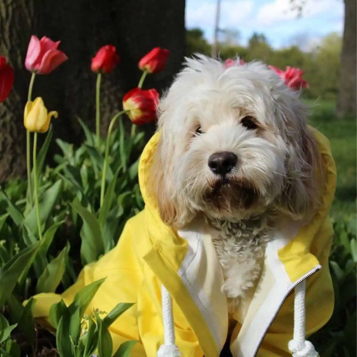 Cockapoo on yellow jacket