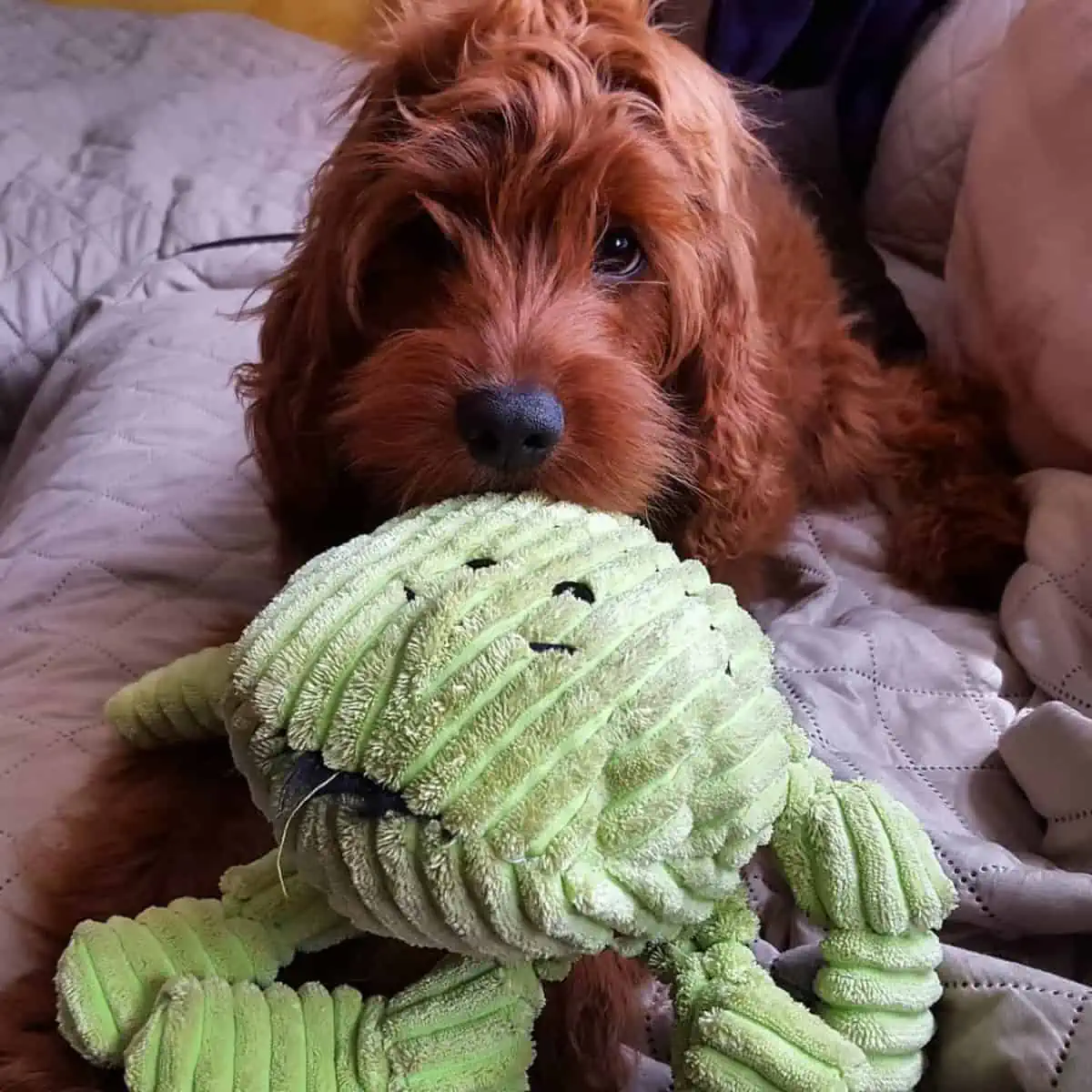 Cockapoo puppy and a toy