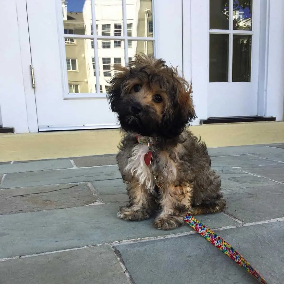 Cockapoo puppy needs grooming