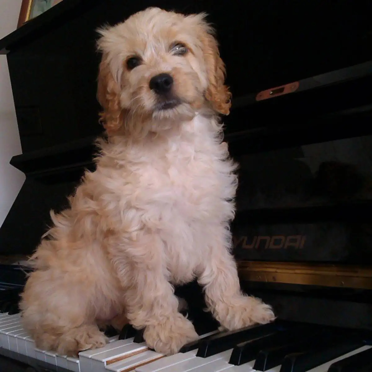 Cockapoo sits on piano