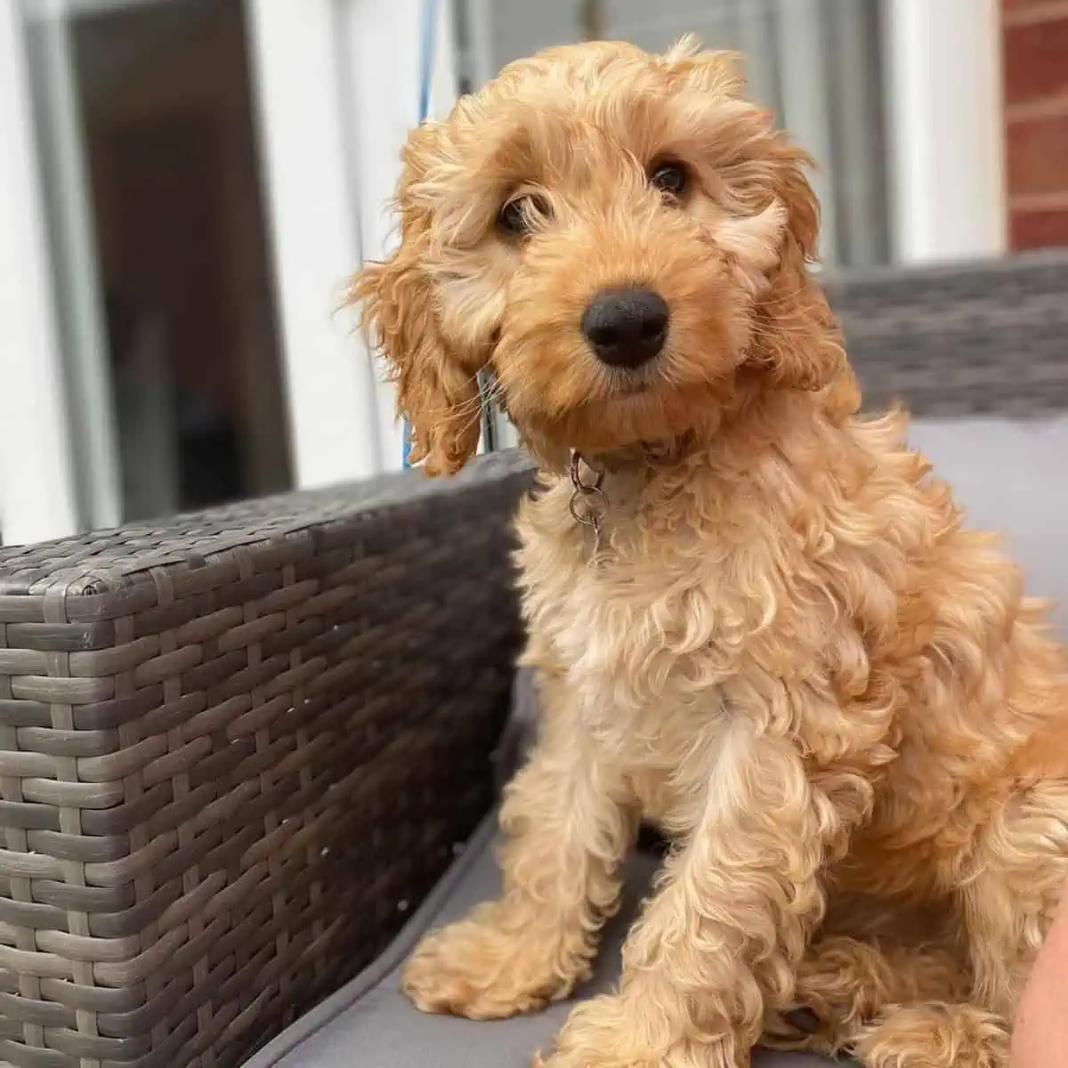 Cockapoo waiting for a treat